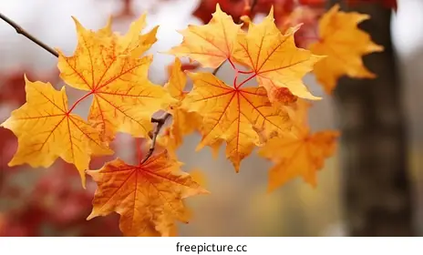 maple leaves
