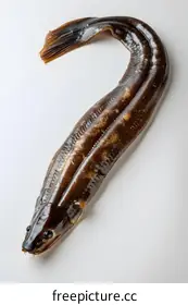 eel