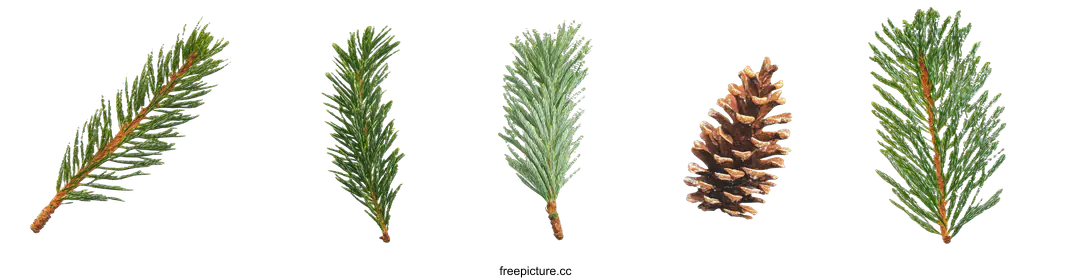 conifer