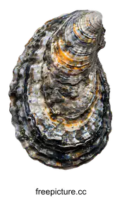 oyster