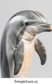 dolphin