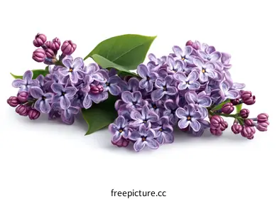 lilac