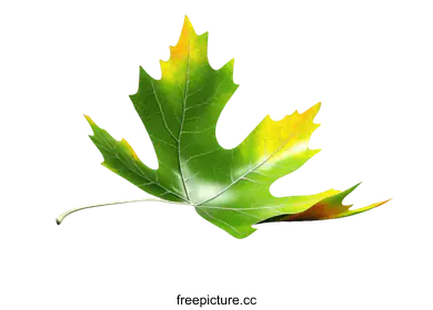 maple leaf