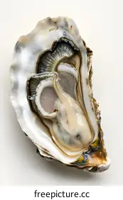 oyster