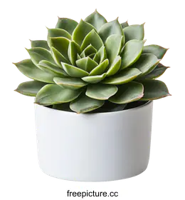 succulent