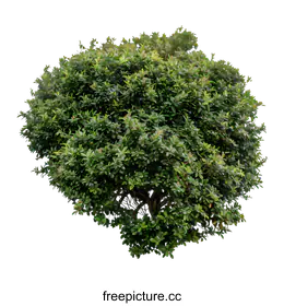 shrub