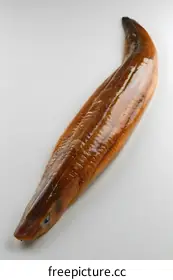 eel