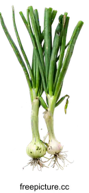 scallion