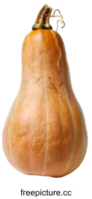 butternut squash