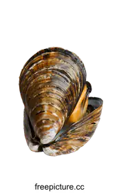 clam