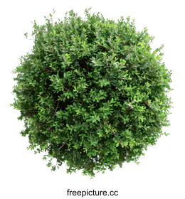 shrub