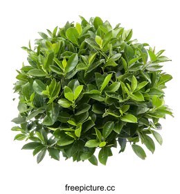 green bush