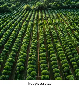 tea plantation