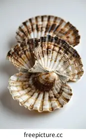 fossil
