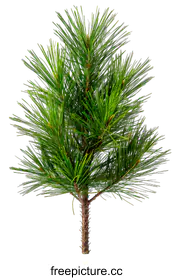 conifer