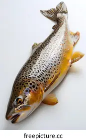 trout