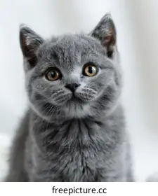 British shorthair