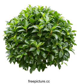 shrub