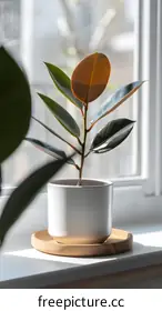 fiddle leaf fig