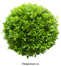 shrub