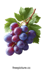grapes