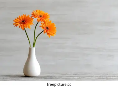 gerbera