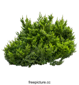 shrub