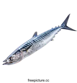 mackerel