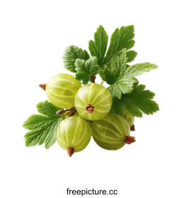 gooseberry