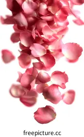 petals