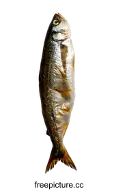 herring