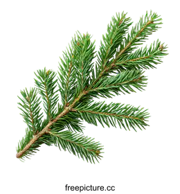 conifer