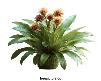 bromeliad