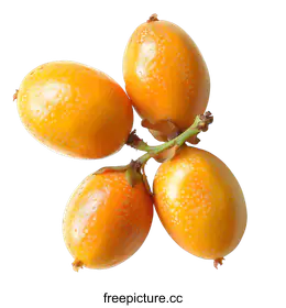 fruit
