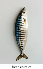 mackerel