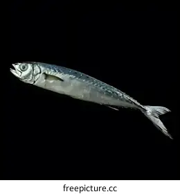 environmental impact