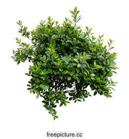 shrub