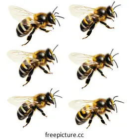bees