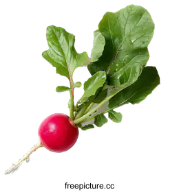 radish