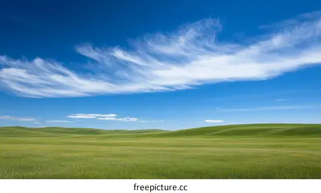 grassland