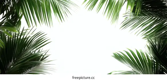 palm leaves