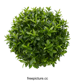 shrub