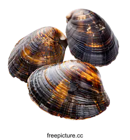 mollusk
