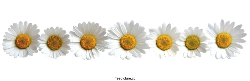 daisies