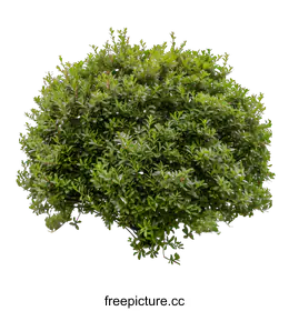shrub