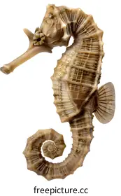 seahorse