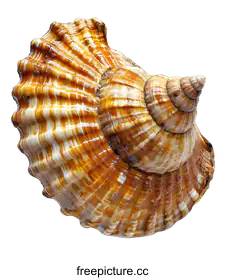 seashell