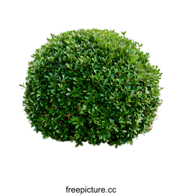shrub