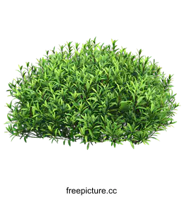 bush