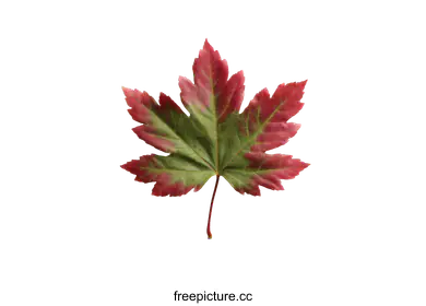 maple leaf